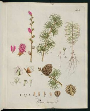 Pinus larix L.