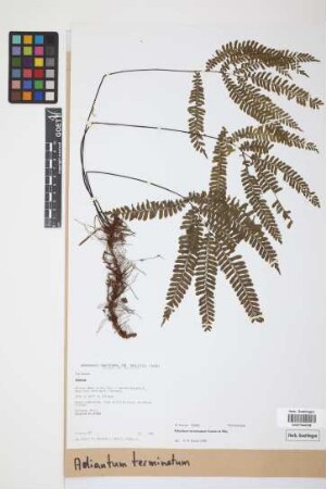 Adiantum terminatum