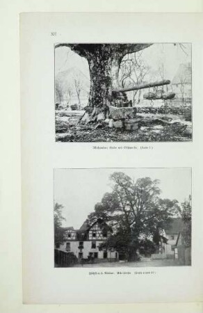 Höchst a. d. Nidder: Alte Linde