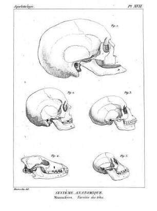 Pl. XVII. Systême Anatomique. Mammifères. Variétés des têtes.