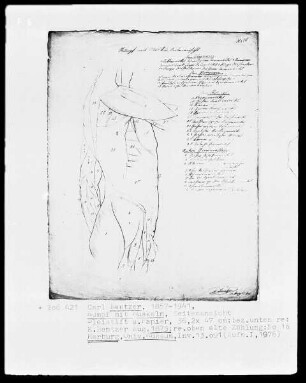 Anatomische Studien — Rumpf mit Muskeln, Seitenansicht, Folio 10