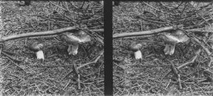 Kirschroter Spei-Täubling : Kirschrote Spei-Täubling (Russula emetica).