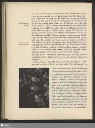 Lobelien, Lobelia Erinus