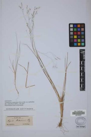 Agrostis billardierei R.Br.