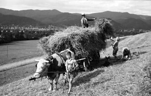 Kappel: Heu aufladen, mit Wagen; Schwarzwald