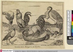 Oyseaux de la Menagerie de Versailles