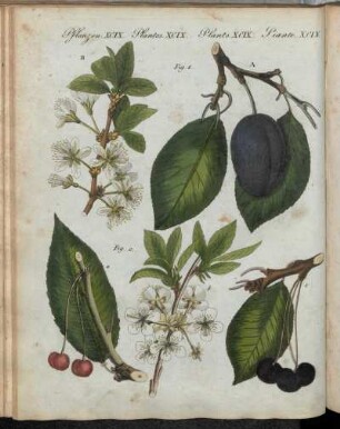 No. 74. Pflanzen XCIX. Teutsche Obst-Arten.