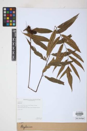 Asplenium spec.