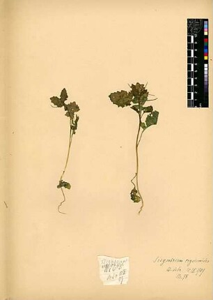 Cruciferae Sisymbrium erysimoides Desfontaines, René Louiche (1750 - 1833) [Wadi debr, Wadi dibr]