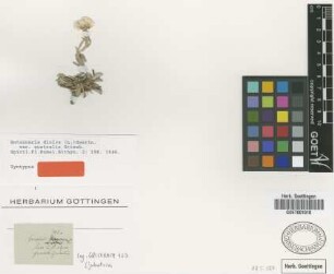 Antennaria dioica (L.) Gaertn. var. Griseb. australis[syntype]