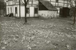 Frühlingsknotenblume (Leucojum vernum), auch Märzenbecher, Märzbecher, Märzglöckchen oder Großes Schneeglöckchen genannt, im Polenztal