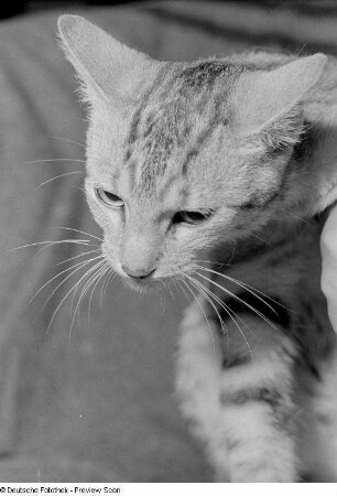 Katze