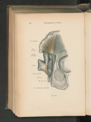 Fig. 427. Beckeneingeweide des Mannes.