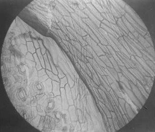 Cuticula der rezenten Biota orientalis (R. Potonié) : Geologie | Kohlengeologie | Das mikroskopische Bild der Kohle (Mikroskopische Kohlenpetrographie)