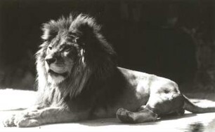 Dresden. Zoologischer Garten. Löwe Pascha (Panthera leo)