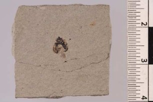 Marienkäfer (Coccinellinae)