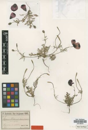 Papaver virchowii Asch. & Sint. [syntype]