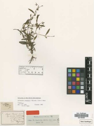 Lisianthus ramosissimus Benth.