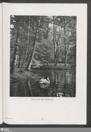 Schwan auf einem Parkweiher