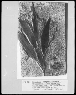 Pflanze (Salix varians), Mesozoikum (Jura) gefunden im Oeninger Bruch (Bodenseegebiet)
