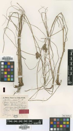 Mariscus longebracteus Peter [type]