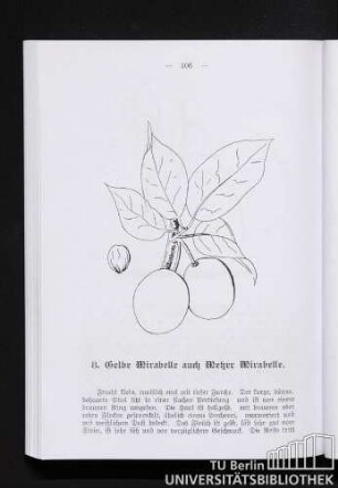 8. Gelbe Mirabelle auch Metzer Mirabelle.