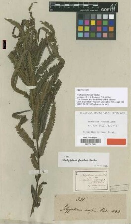 Polypodium invisum G.Forst. [type]