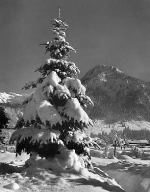 Winterbilder. Gebirgslandschaft mit verschneitem Nadelbaum (wahrscheinlich in den Allgäuer Alpen)