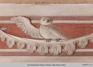 Vögel : Eule