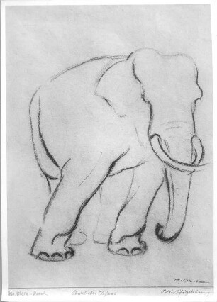 Pendelnder Elefant. Bleistiftzeichnung (wohl nach 1945; E. Richter). Dresden-Striesen, Borsbergstraße 11, Atelier der Künstlerin