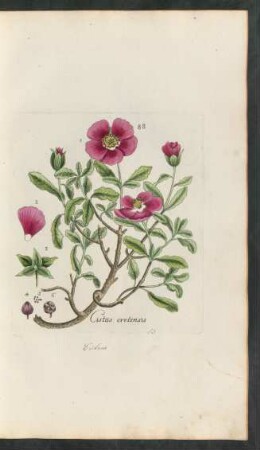 88. Cistus cretensis