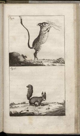 Fig. 50. - Fig. 51.