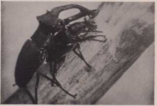 Nahaufnahme zweier Hirschkäfer
