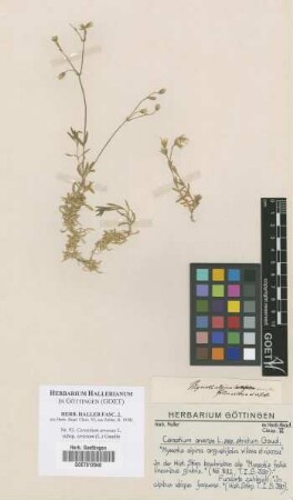 Cerastium arvense L. subsp. strictum (L.) Gaudin