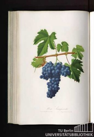 Uva Sangioveto