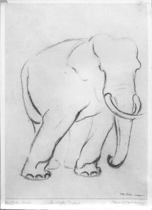 Pendelnder Elefant. Bleistiftzeichnung (wohl nach 1945; E. Richter). Dresden-Striesen, Borsbergstraße 11, Atelier der Künstlerin