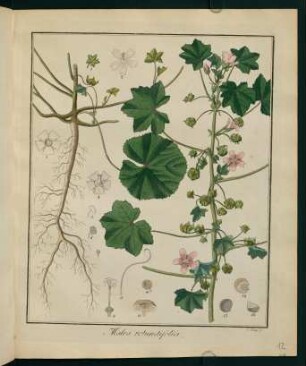 12r, Malva rotundifolia
