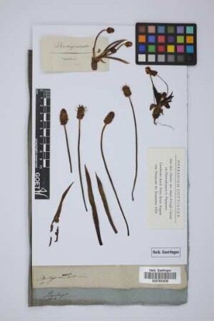 Plantago montana Lam.