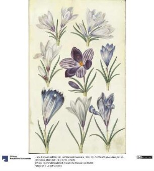 Horti Anckelmanniani, Tom. I [II nicht nachgewiesen], Bl. 9r - Krokusse