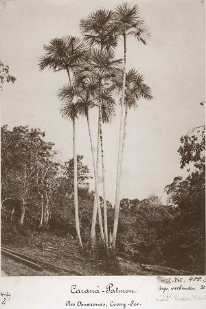 Caraná-Palmen. Rio Amazonas, Coary-See