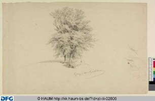 Baum auf einem Hügel