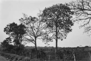 Baäume an der Straße : Eine Baumallee mit einem Ipé, einem Tabebuia-Baum, an einer Straße. Davor ein Zaun.