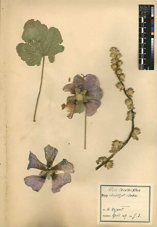 Malvaceae Alcea lavateraeflora Candolle, Augustin Pyramus de (1778 - 1841) [Nazareth, Nazaret]