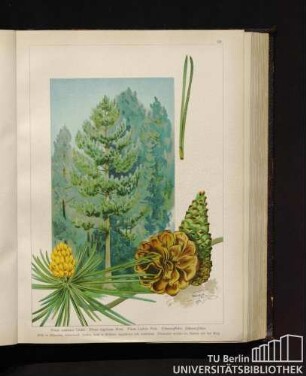 Pinus austriaca Linné. Pinus nigricans Host. Pinus Laricio Poir. Schwarzkiefer, Schwarzföhre.