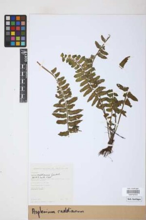 Asplenium raddianum Gaudich.