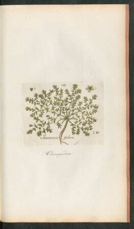 153. Herniaria glabra