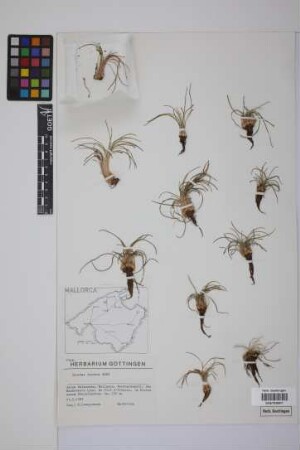 Isoetes duriaei Bory