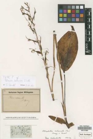 Pelexia setacea Lindl.