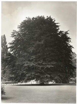 Blutbuche, (Fagus sylvatica f. purpurea), auch Purpurbuche im Großen Garten in Dresden