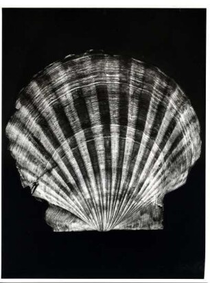 Kammmuschel, auch Pilgermuschel genannt, Pectinidae, Pecten solarium L., Südeuropa